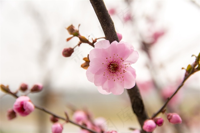 春天鲜艳的梅花图片