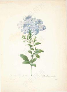 国外古典复古手绘花卉图片