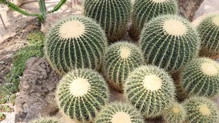 绿色仙人掌仙人球摄影素材