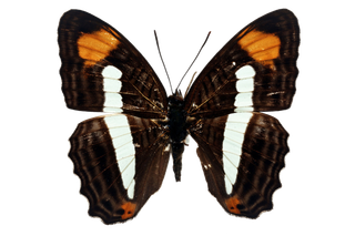 蝴蝶 彩蝶 花蝴蝶 动物 昆虫 免抠