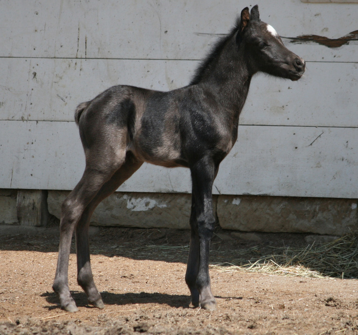 马动物野马草原野生动物草原