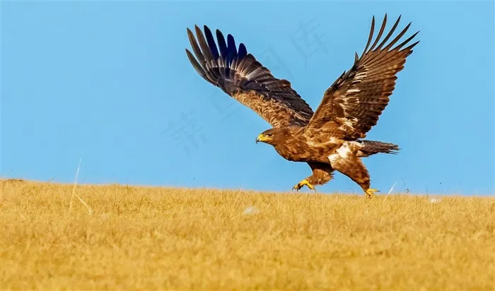 草原雕图片摄影