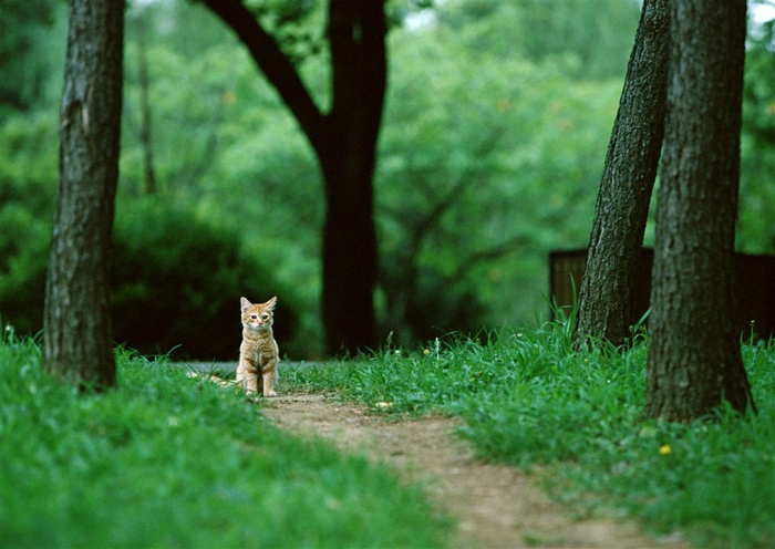 猫猫脸图素材