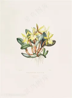 高清兰花复古装饰画 高清兰花复古装饰画