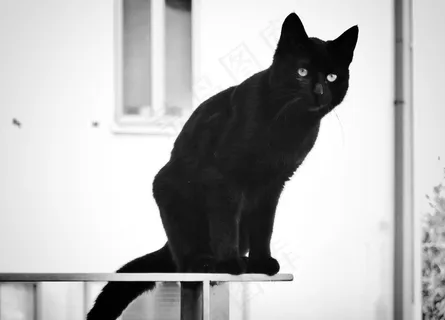 纯黑色小猫图片 纯黑色小猫图片