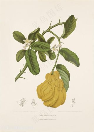 古图书植物果实唯美花卉树枝插画