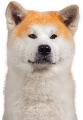 免扣素材实物狗狗摄影