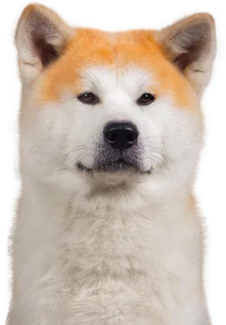 免扣素材实物狗狗摄影