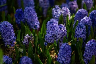 微风中的风信子