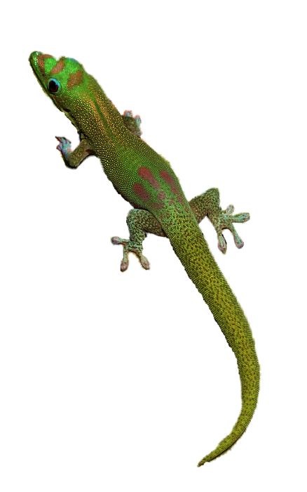 壁虎 PNG免抠(438x700)