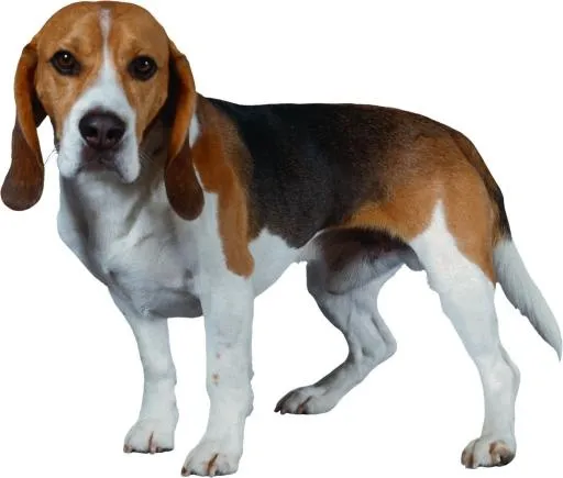 狗 PNG免抠(2282x1939)