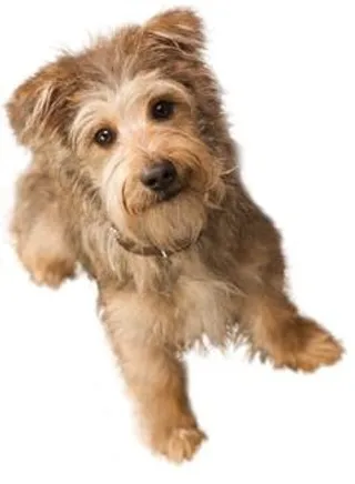 狗 PNG 图像，图片，下载，狗免抠