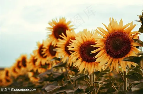 一排向日葵图片 一排向日葵图片