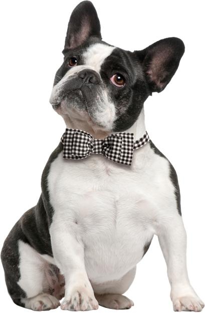 斗牛犬 PNG免抠(409x641)