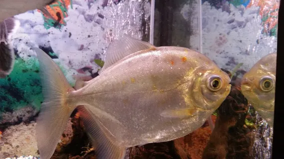 水族馆食人鱼图片 水族馆食人鱼图片