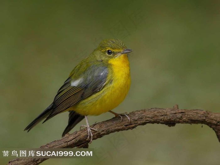 树干上的绿背山雀鸟