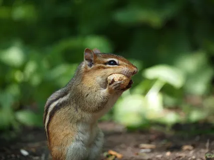 松鼠可爱动物园动物设计素材森林野生