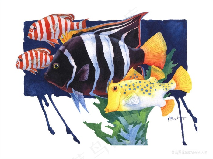 唯美水彩鱼高清插画