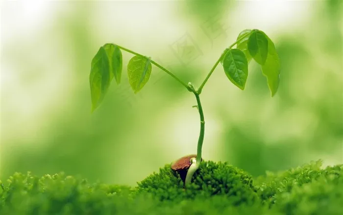 绿色发芽小苗清新背景