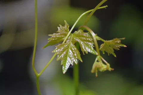 葡萄藤幼苗图片 葡萄藤幼苗图片