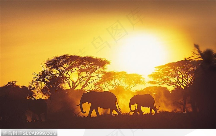 黄昏大象