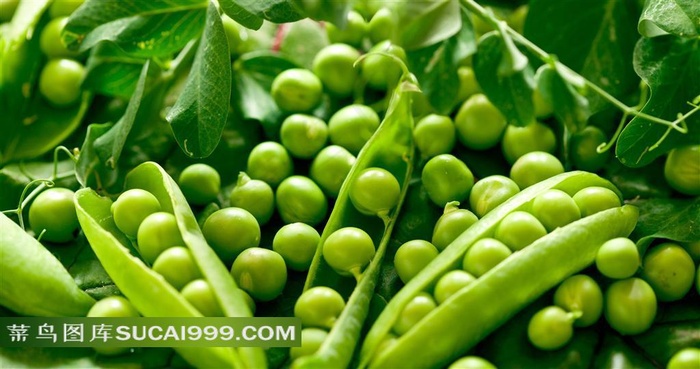 新鲜豌豆荚和豌豆叶子