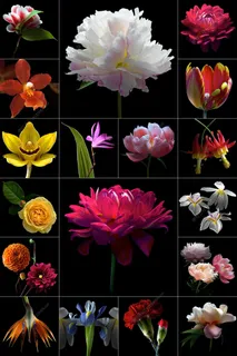 89张超高清鲜花图片大全