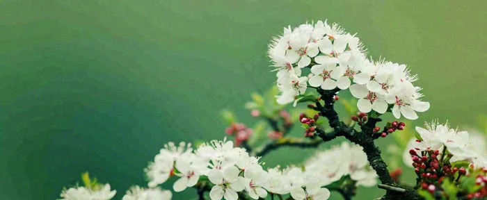 盛开的花朵立春，清新春天(1712x704)