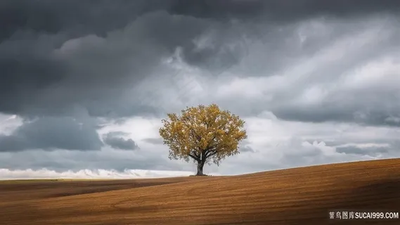 乌云一棵树风光图片