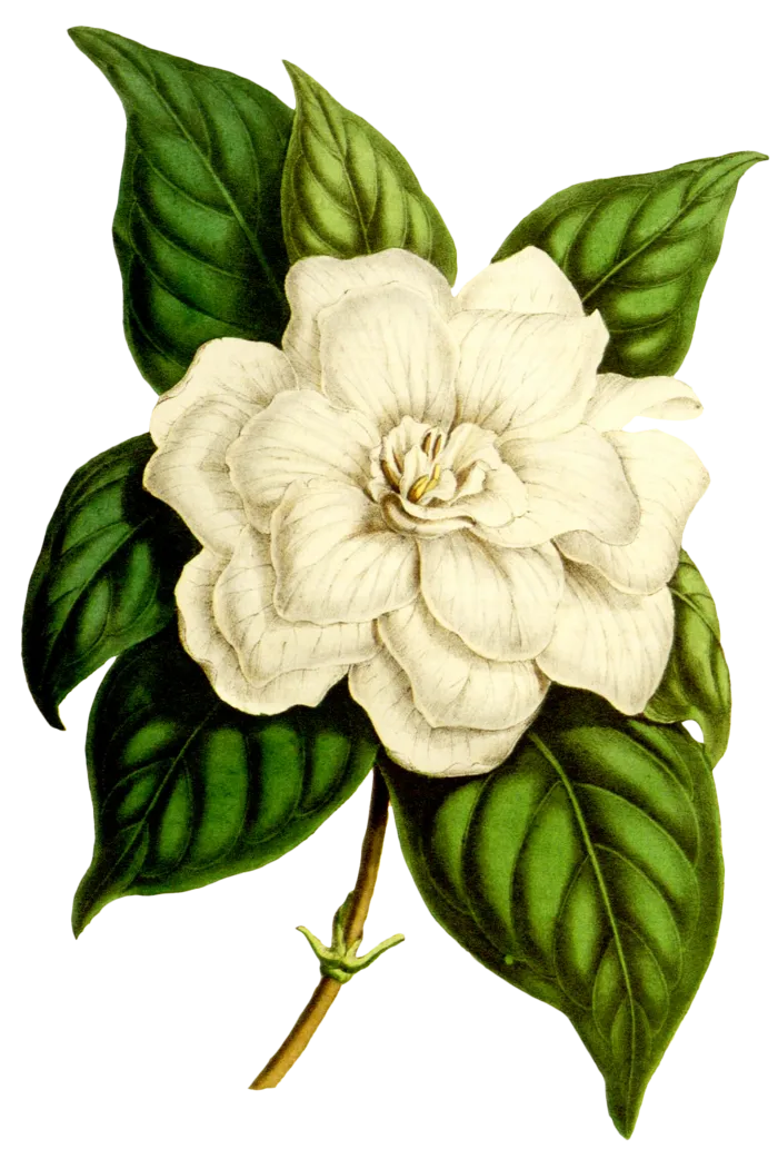 复古手绘植物花卉玫瑰花PNG免扣图案高清图片PS设计素材图
