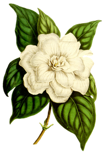 复古手绘植物花卉玫瑰花PNG免扣图案高清图片PS设计素材图