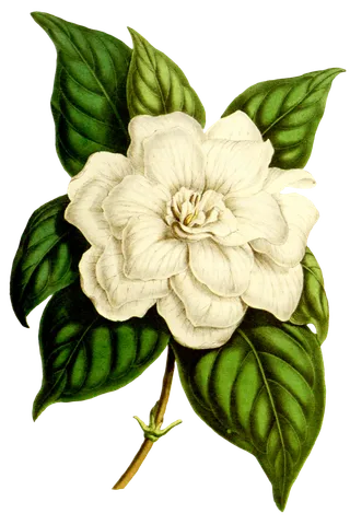 复古手绘植物花卉玫瑰花PNG免扣图案高清图片PS设计素材图