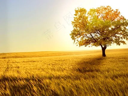 秋天黄色麦田图片