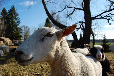 羊白羊牧场动物素材动物实拍