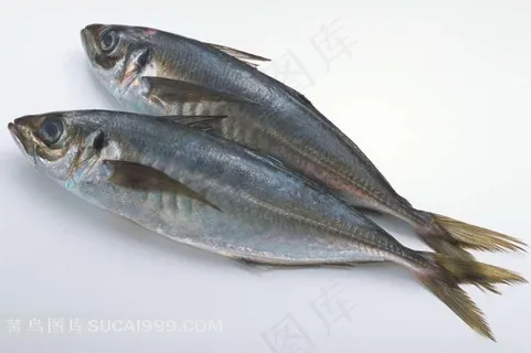 海洋鱼素材图片