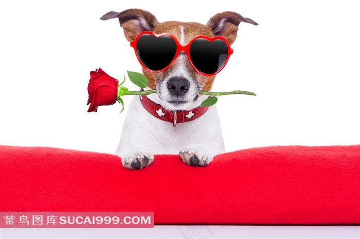 叼玫瑰花的狗狗高清图片