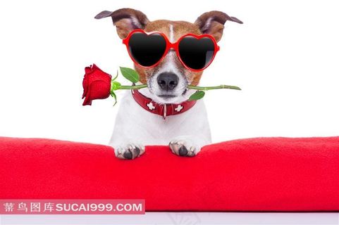 叼玫瑰花的狗狗高清图片