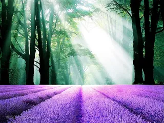 薰衣草树林美景装饰画