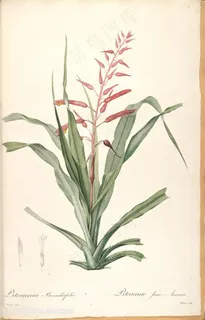 高清花草雷杜德原版花卉图谱 高清花草雷杜德原版花卉图谱