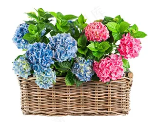 篮子里漂亮的鲜花花卉图片