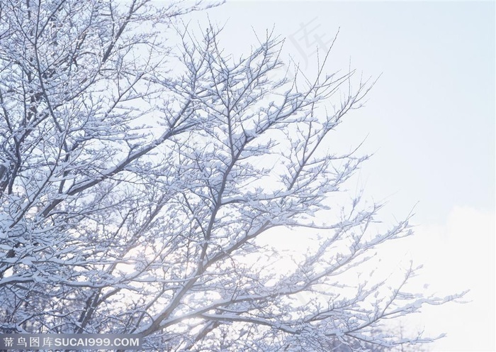 冰天雪地-树木上的小树枝挂满了雪花