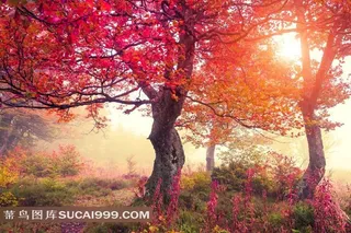 秋天树林自然唯美风光风景图片