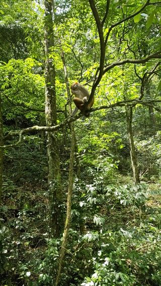 树上的猴子
