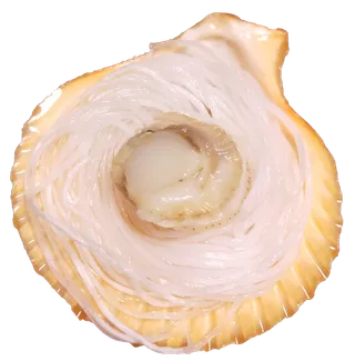 粉丝扇贝海鲜免抠元素