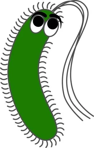 细菌 PNG免抠(812x1280)