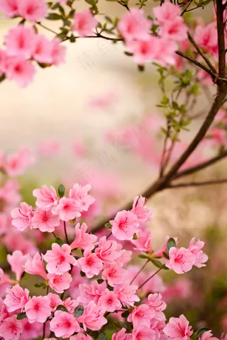 野生杜鹃花图片