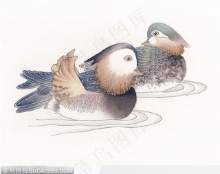 工笔画—鸳鸯