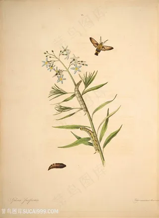 蝴蝶植物绿叶兰花复古图谱