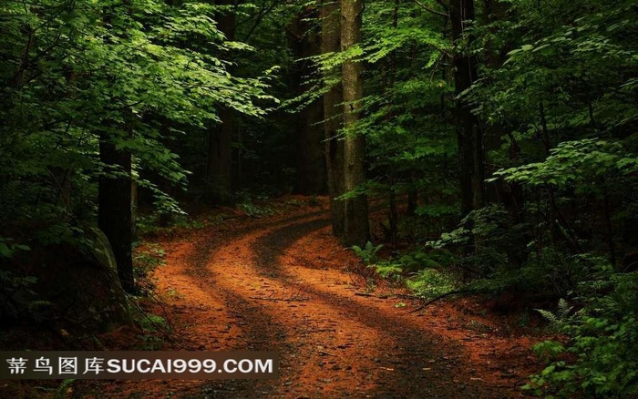 原始森林的泥泞道路