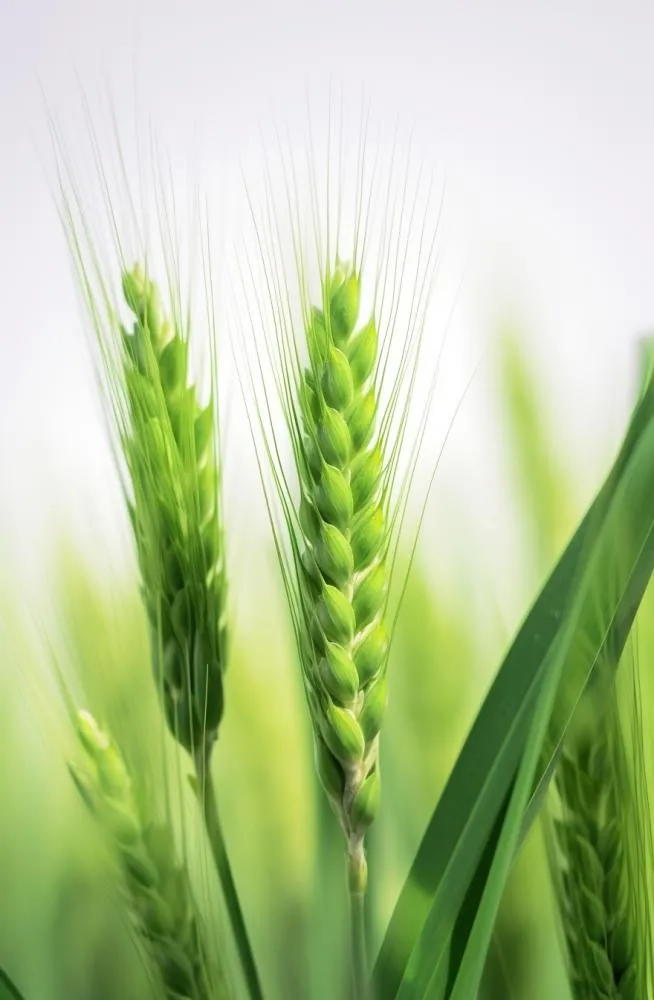 小麦背景图(880x1344)